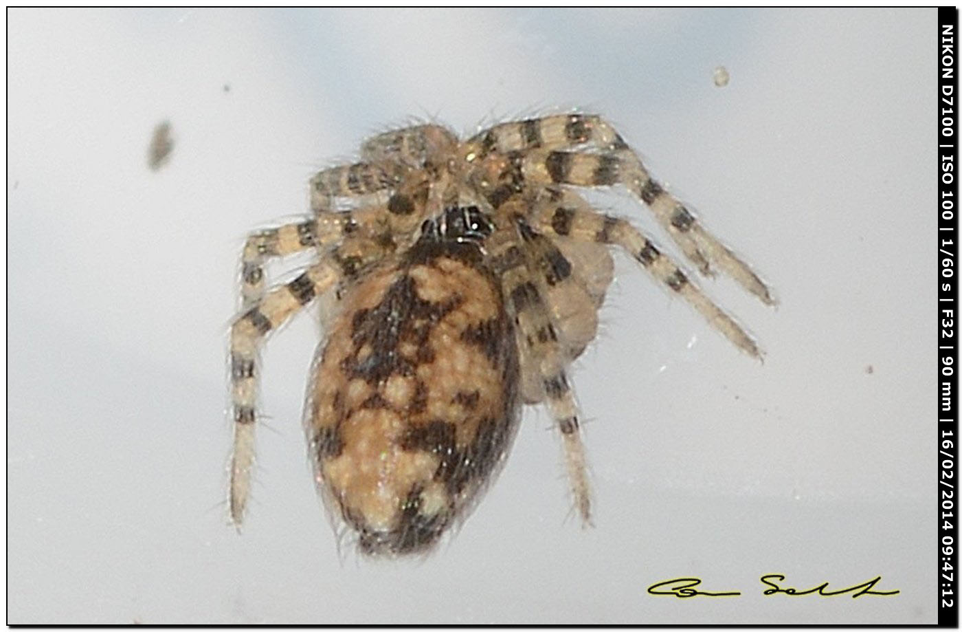 Oecobius maculatus ♂ da Alghero (SS)